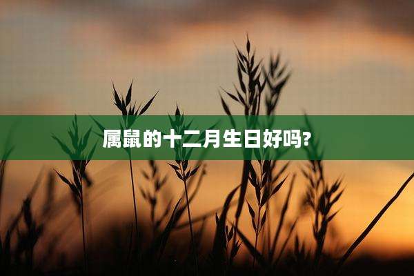 属鼠的十二月生日好吗?
