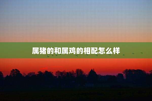 属猪的和属鸡的相配怎么样