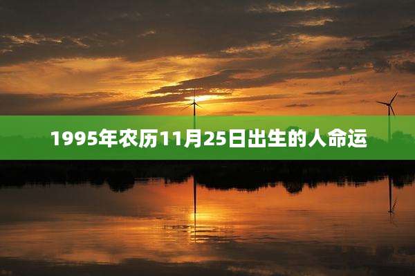 1995年农历11月25日出生的人命运