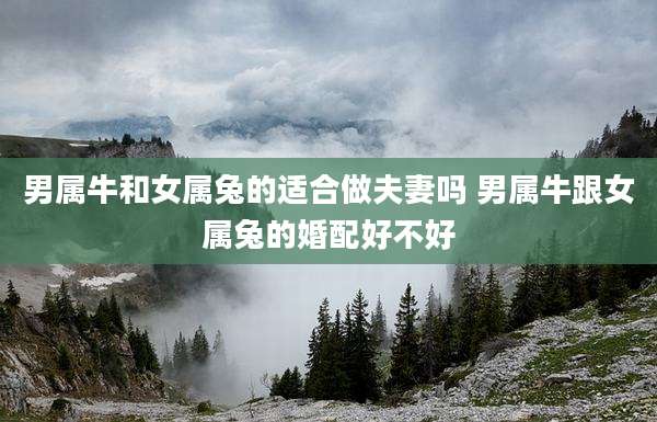 男属牛和女属兔的适合做夫妻吗 男属牛跟女属兔的婚配好不好