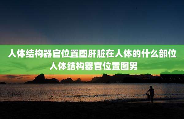 人体结构器官位置图肝脏在人体的什么部位 人体结构器官位置图男