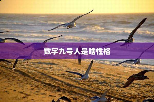 数字九号人是啥性格