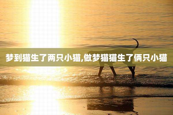 梦到猫生了两只小猫,做梦猫猫生了俩只小猫