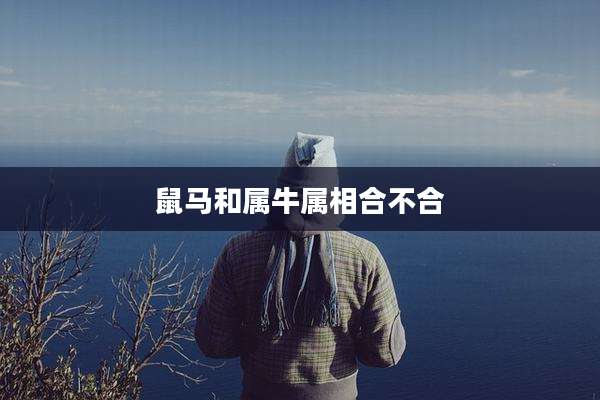 鼠马和属牛属相合不合