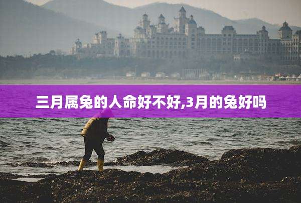 三月属兔的人命好不好,3月的兔好吗