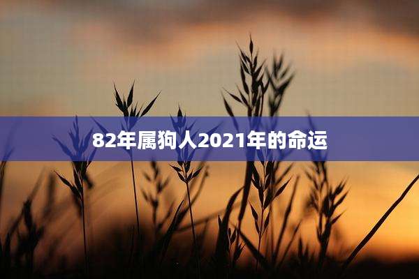 82年属狗人2021年的命运