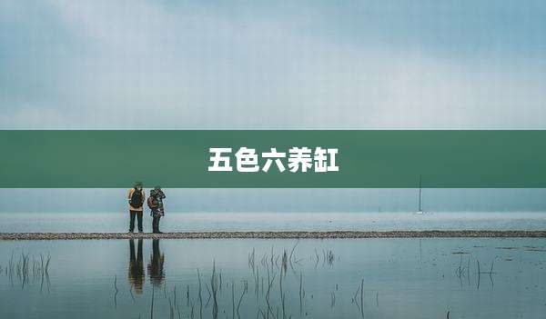 五色六养缸