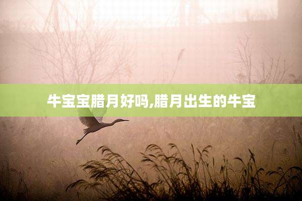 牛宝宝腊月好吗,腊月出生的牛宝