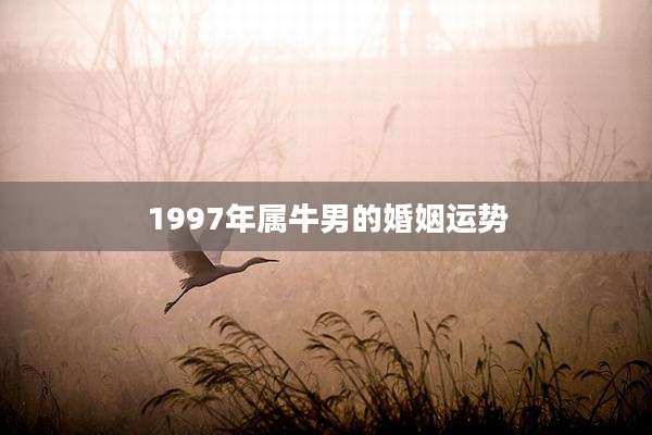 1997年属牛男的婚姻运势