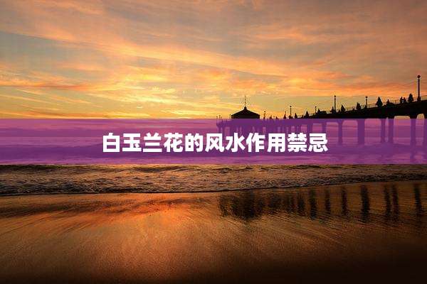 白玉兰花的风水作用禁忌