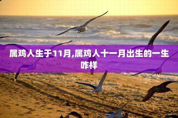 属鸡人生于11月,属鸡人十一月出生的一生咋样