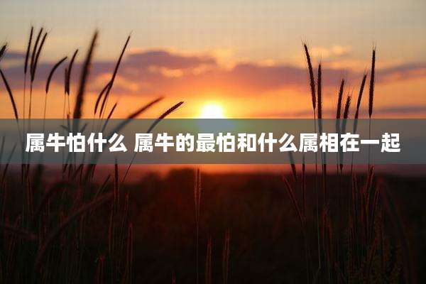 属牛怕什么 属牛的最怕和什么属相在一起