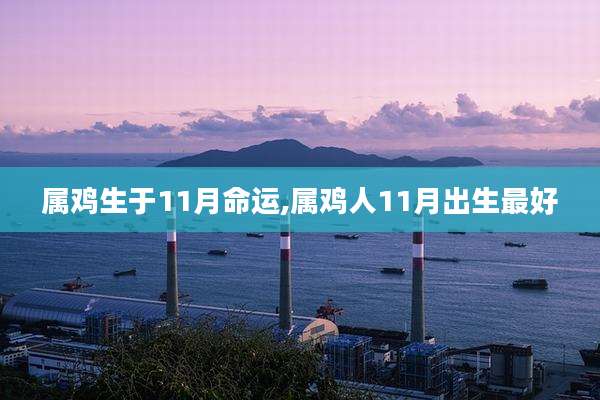 属鸡生于11月命运,属鸡人11月出生最好