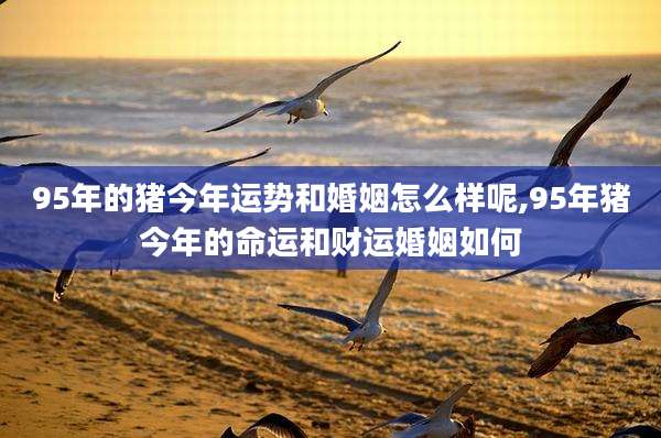 95年的猪今年运势和婚姻怎么样呢,95年猪今年的命运和财运婚姻如何
