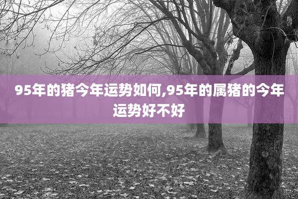 95年的猪今年运势如何,95年的属猪的今年运势好不好