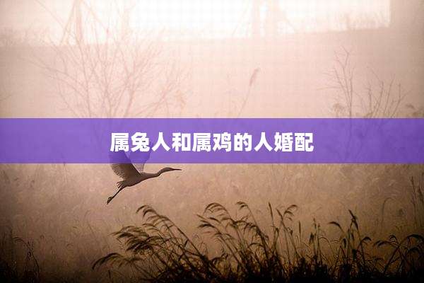 属兔人和属鸡的人婚配