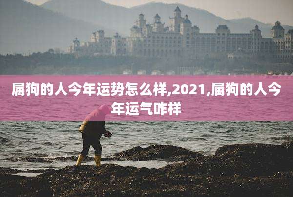 属狗的人今年运势怎么样,2021,属狗的人今年运气咋样