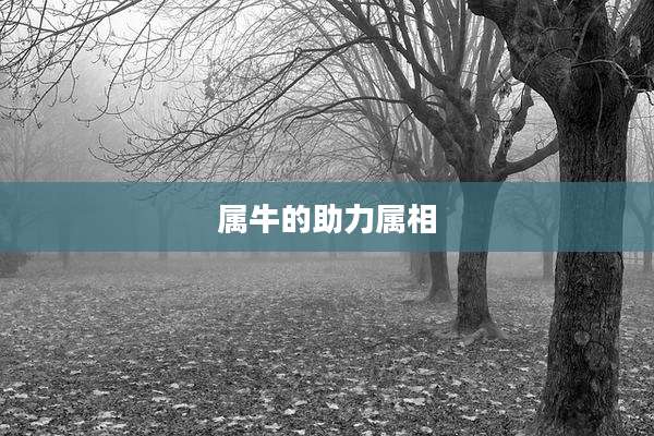 属牛的助力属相