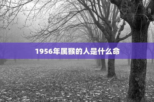 1956年属猴的人是什么命