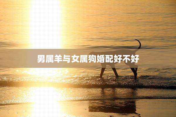 男属羊与女属狗婚配好不好