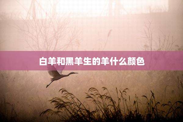 白羊和黑羊生的羊什么颜色