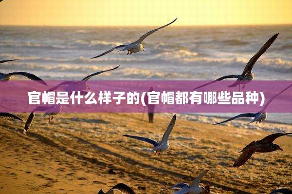 官帽是什么样子的(官帽都有哪些品种)