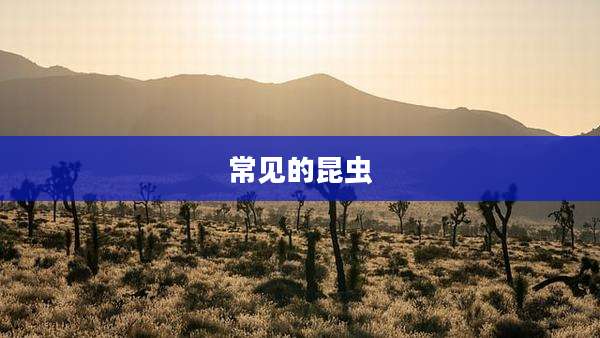 常见的昆虫