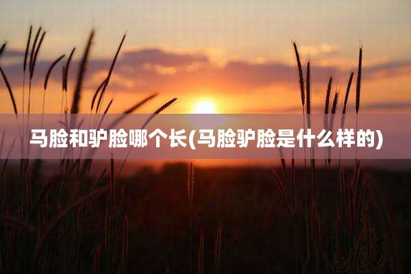 马脸和驴脸哪个长(马脸驴脸是什么样的)