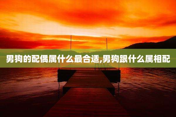 男狗的配偶属什么最合适,男狗跟什么属相配