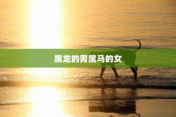 属龙的男属马的女