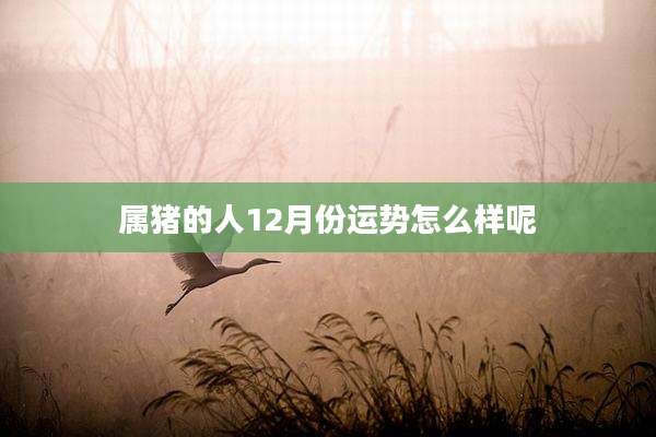 属猪的人12月份运势怎么样呢