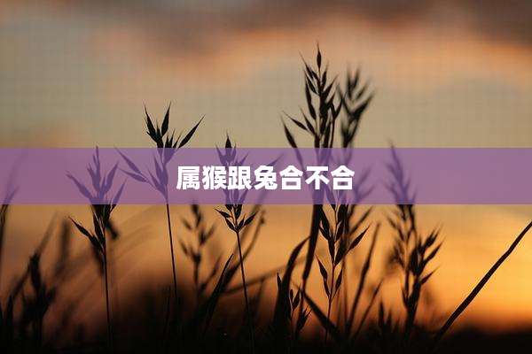 属猴跟兔合不合