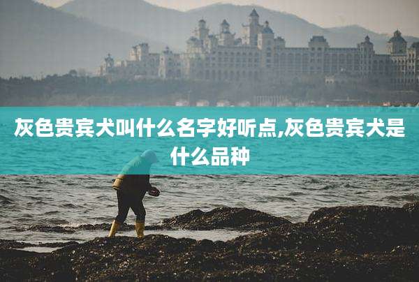 灰色贵宾犬叫什么名字好听点,灰色贵宾犬是什么品种