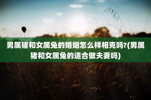 男属猪和女属兔的婚姻怎么样相克吗?(男属猪和女属兔的适合做夫妻吗)
