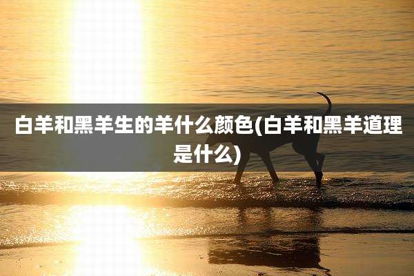 白羊和黑羊生的羊什么颜色(白羊和黑羊道理是什么)