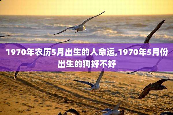 1970年农历5月出生的人命运,1970年5月份出生的狗好不好