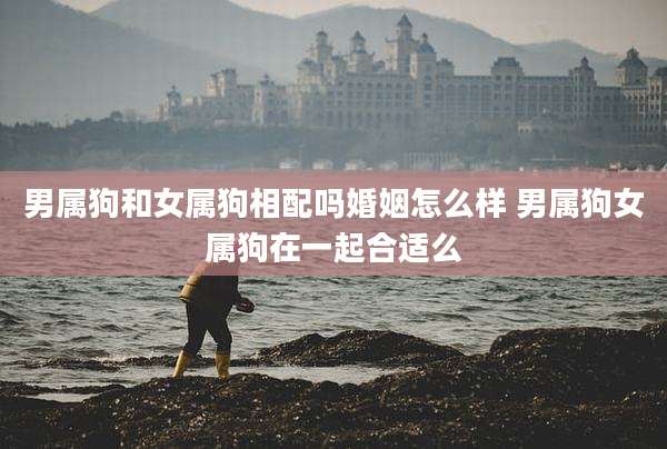 男属狗和女属狗相配吗婚姻怎么样 男属狗女属狗在一起合适么