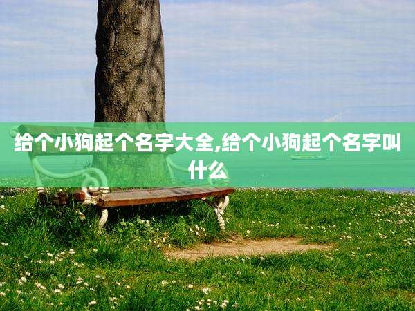 给个小狗起个名字大全,给个小狗起个名字叫什么