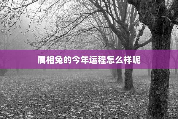 属相兔的今年运程怎么样呢