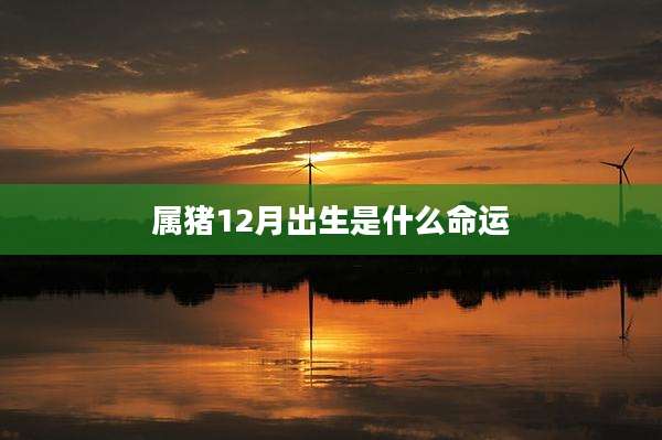 属猪12月出生是什么命运