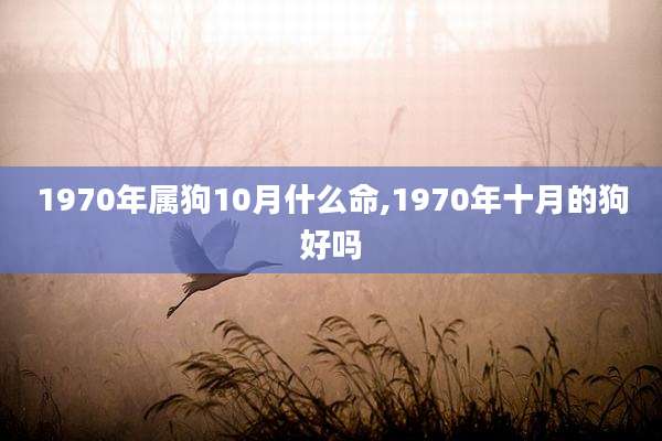 1970年属狗10月什么命,1970年十月的狗好吗