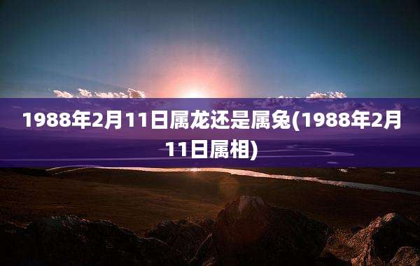 1988年2月11日属龙还是属兔(1988年2月11日属相)
