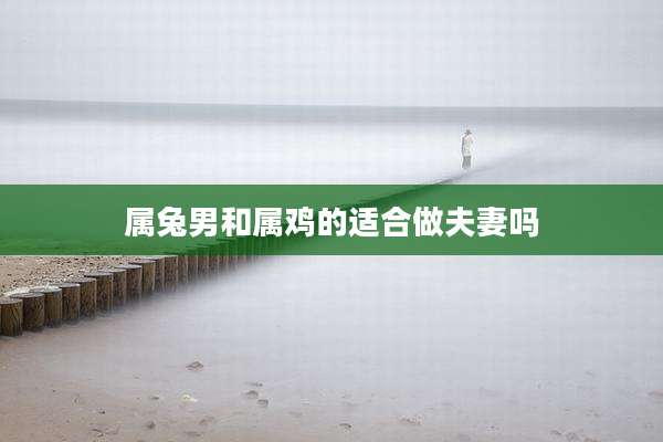 属兔男和属鸡的适合做夫妻吗