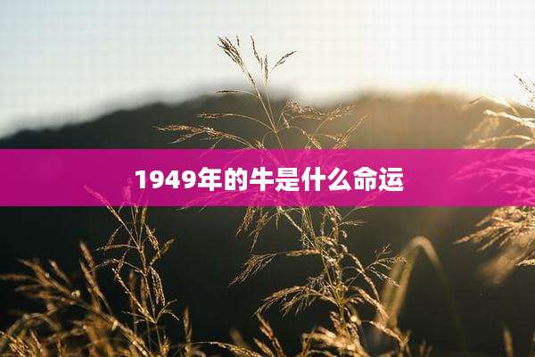 1949年的牛是什么命运