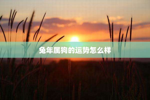 兔年属狗的运势怎么样