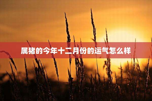 属猪的今年十二月份的运气怎么样