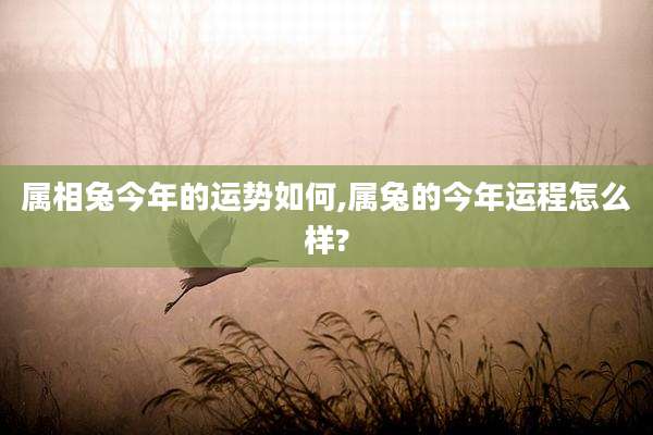 属相兔今年的运势如何,属兔的今年运程怎么样?
