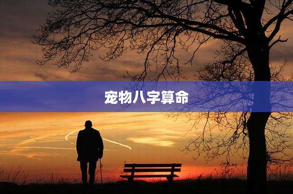 宠物八字算命