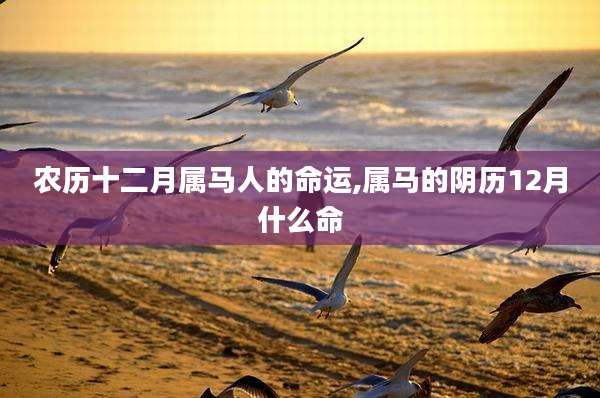 农历十二月属马人的命运,属马的阴历12月什么命