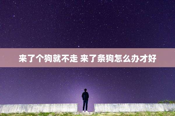 来了个狗就不走 来了条狗怎么办才好
